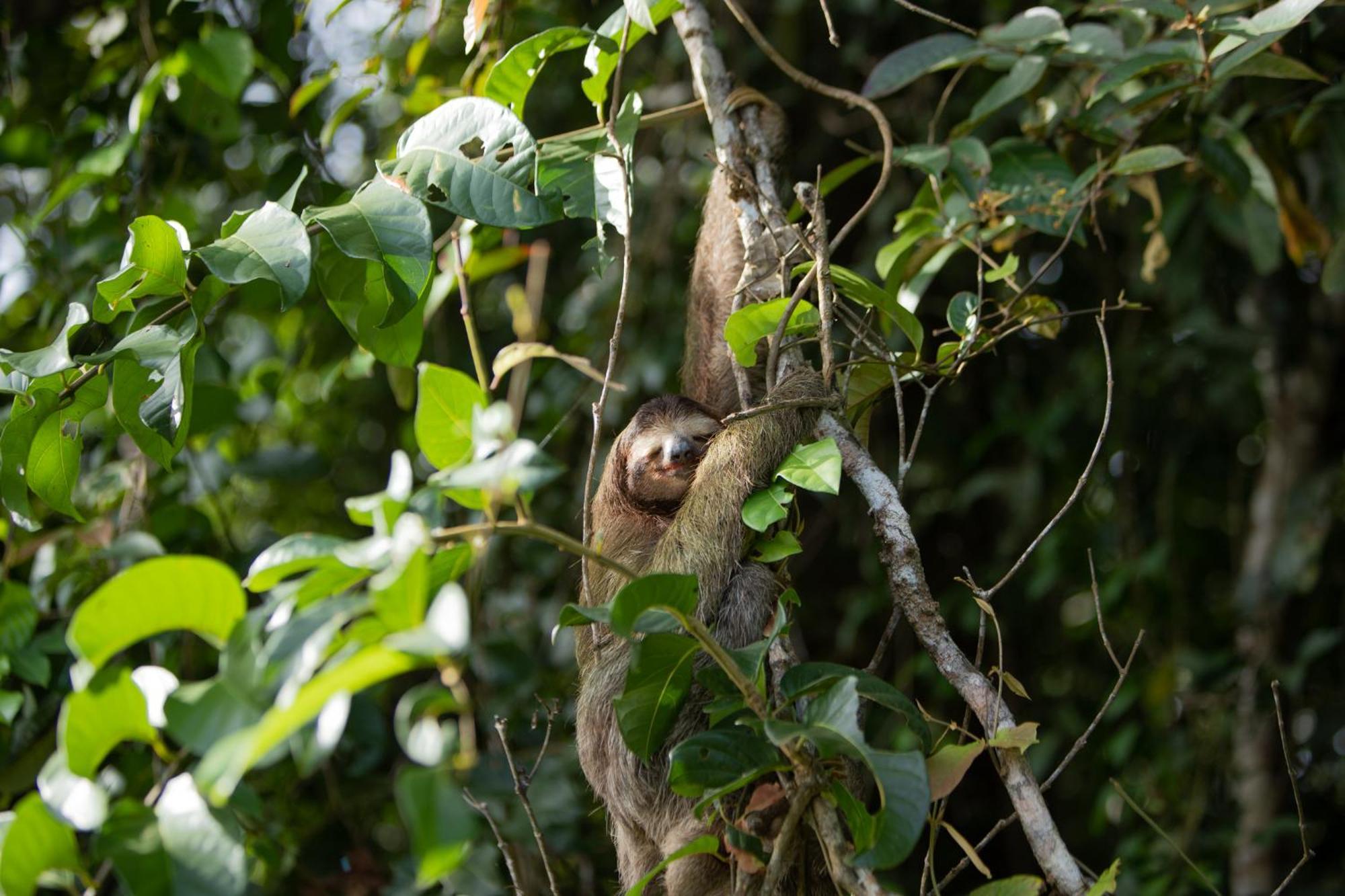 Evergreen Lodge Tortuguero Kültér fotó