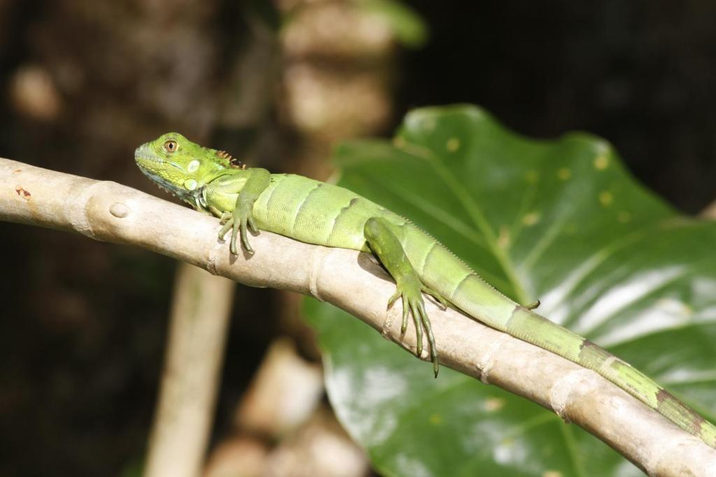 Evergreen Lodge Tortuguero Kültér fotó
